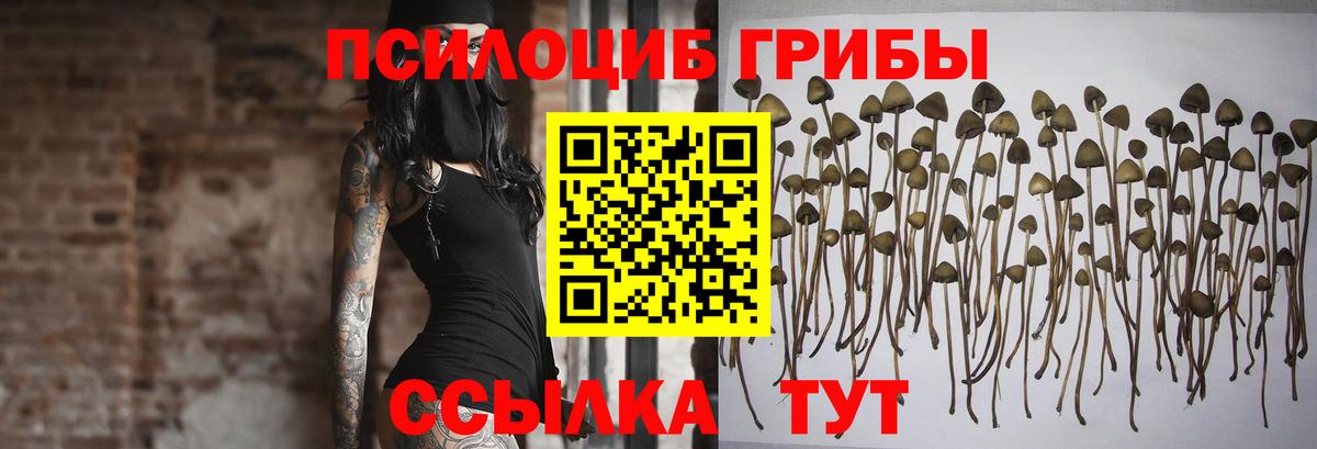 Псилоцибиновые грибы Psilocybine cubensis  Вход с VPN  что такое   Азов 